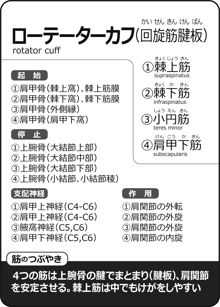 筋肉かるた