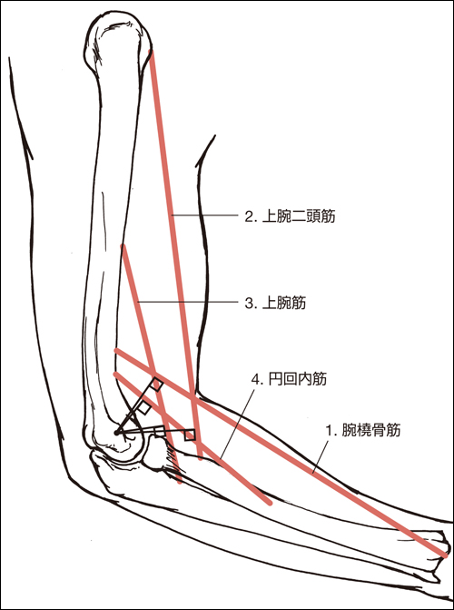 Amazon.co.jp: オーチスのキネシオロジー 身体運動の力学と病態