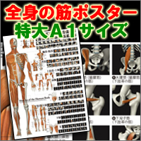 全身の筋ポスター