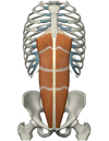 腹直筋