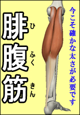 腓腹筋