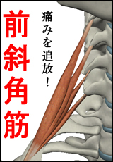 筋肉総選挙