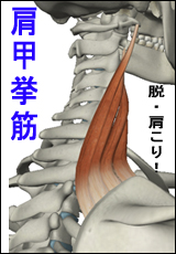 肩甲挙筋