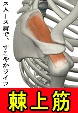 筋肉総選挙