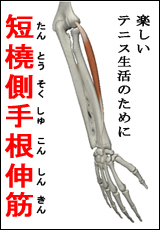 短橈側手根伸筋