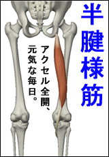 筋肉総選挙