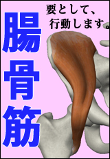 腸骨筋