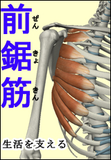 前鋸筋