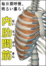 内肋間筋