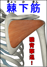 筋肉総選挙