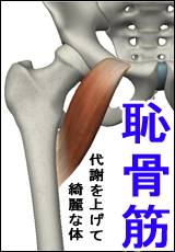 恥骨筋