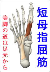 筋肉総選挙