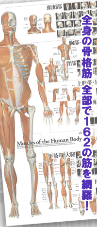 全身の筋・特大Ａ１カラーポスター