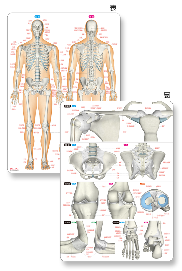 骨と関節まるわかりシート