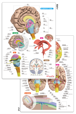 脳まるわかりシート