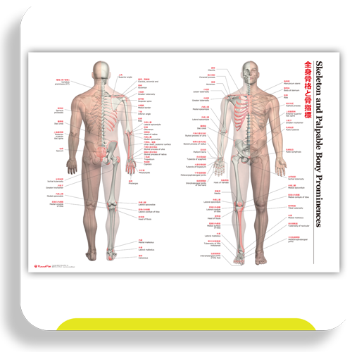 特大A1カラーポスター　全身骨格と骨指標