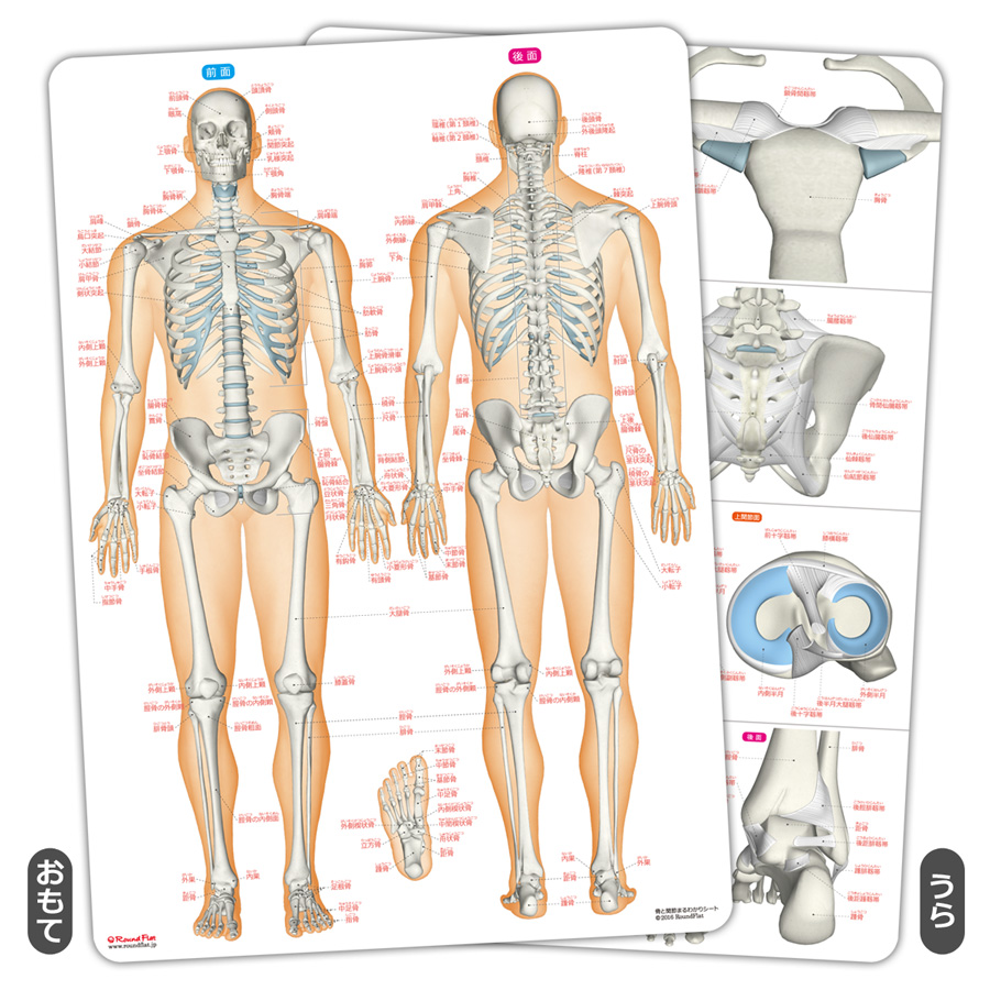 骨と関節まるわかりシート