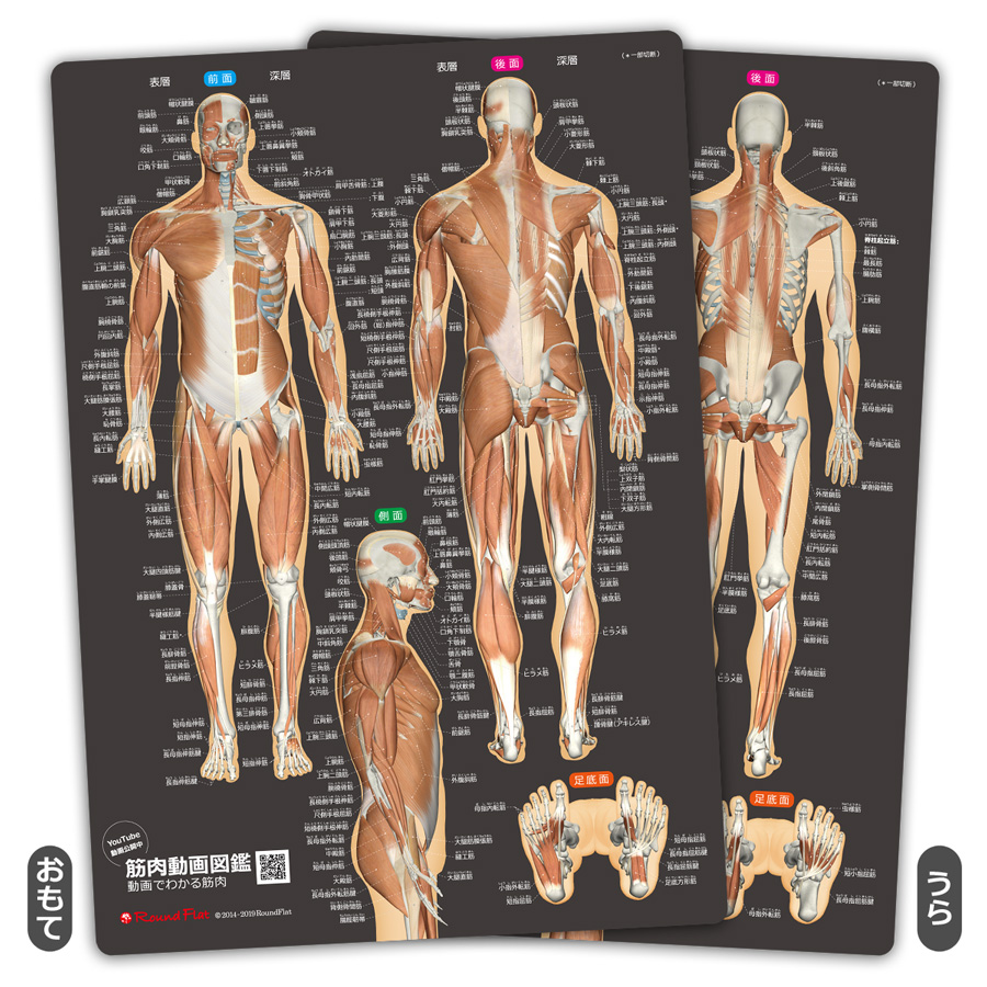 筋肉まるわかりシートふりがな付き改訂版