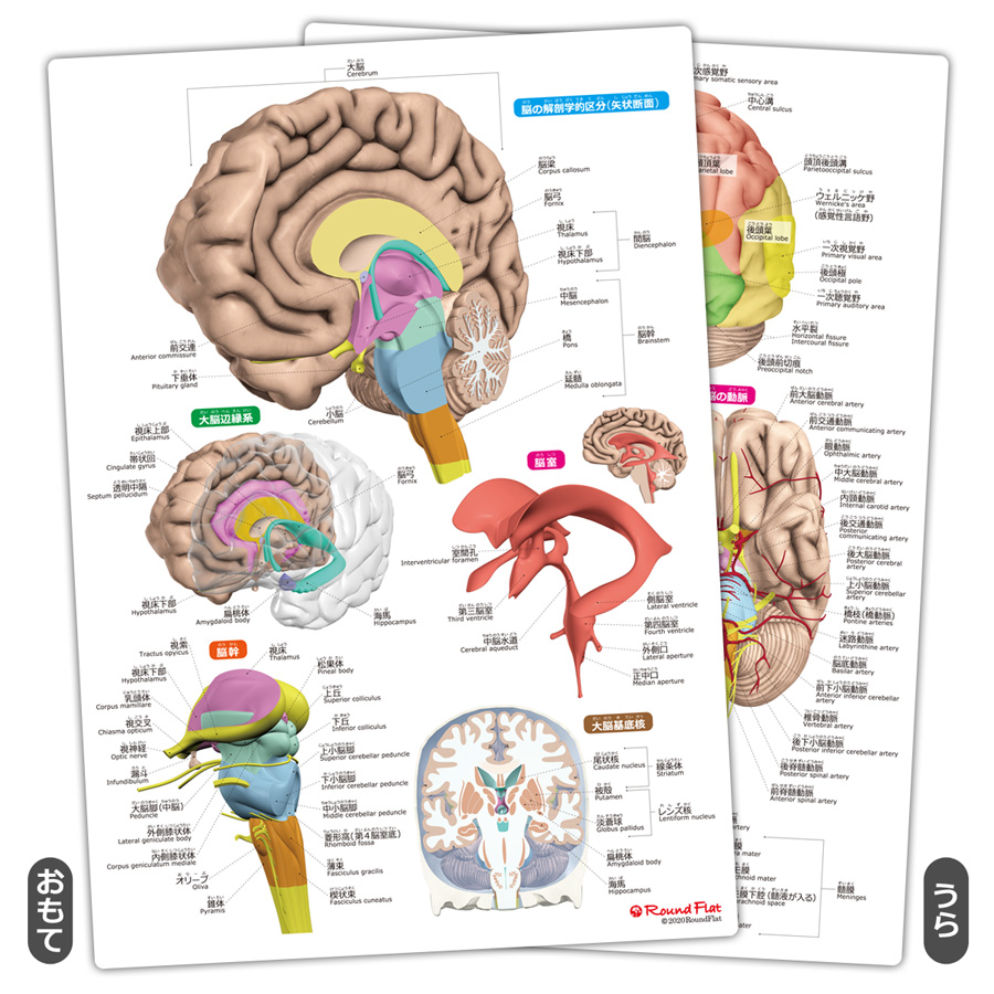 脳まるわかりシート