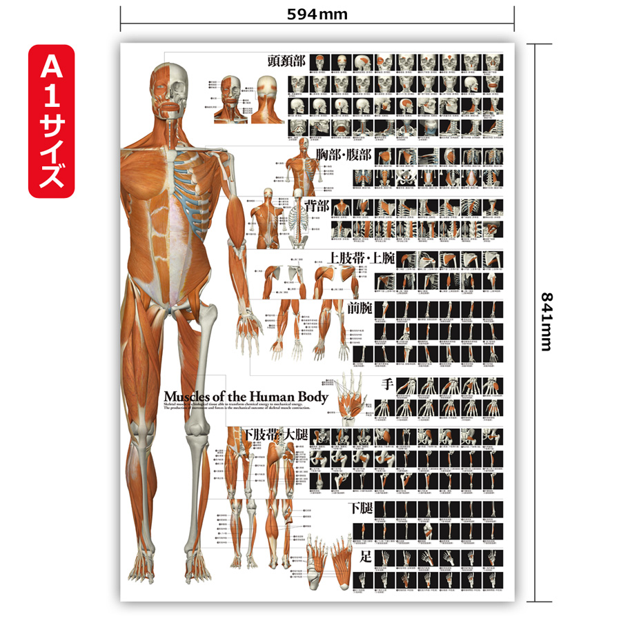 特大Ａ１カラーポスター