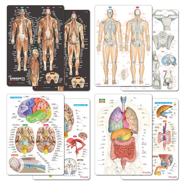 筋肉＆骨と関節＆脳＆内臓　人体まるわかりシート４枚セット