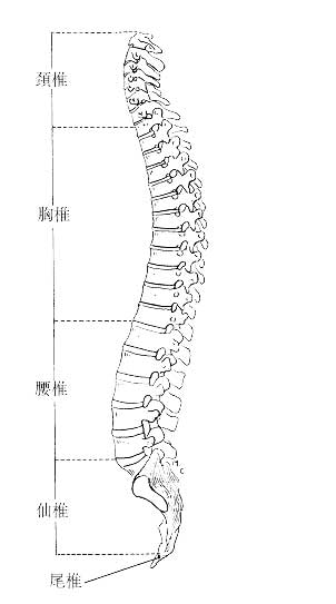 図１　脊柱の分類