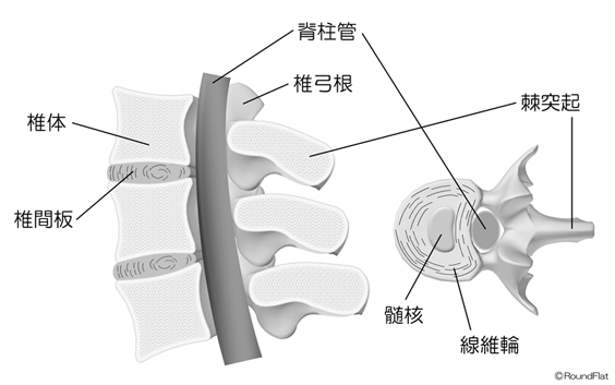 図１　腰椎の構造