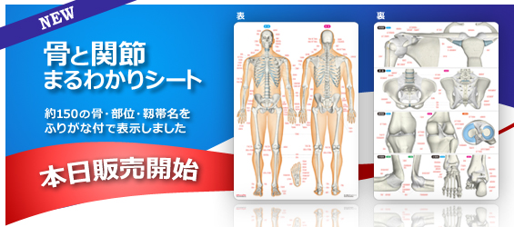 骨と関節まるわかりシート本日販売開始