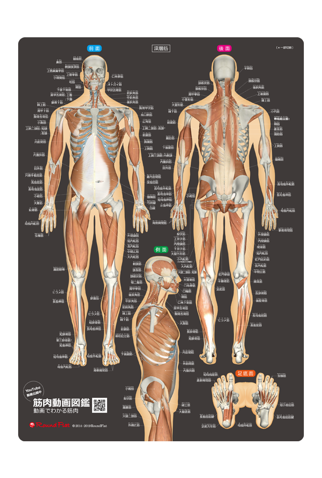 あると便利な 筋肉まるわかりシート