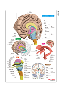 脳下敷き