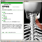 下肢についての筋骨格と運動を多角的に学習できるソフトウェア