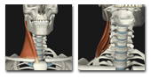 頚部の筋