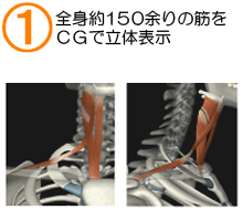 全身の筋をＣＧで立体表示