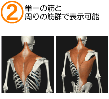 筋を個別と筋群で表示