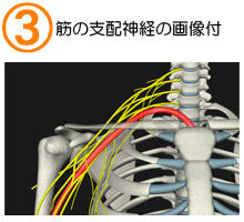 筋の支配神経の画像付