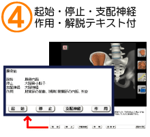 起始、停止、支配神経、作用、解説テキスト付