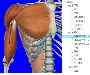 機能解剖学分類追加