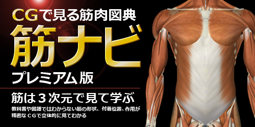 筋の名称、形状、英語を覚えるソフト／CGで見る筋肉図典「筋ナビ