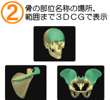 骨の部位名称の場所、範囲まで3DCGで表示