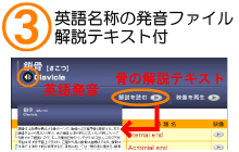 英語名称の発音ファイル付