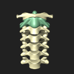 軸椎（第２頚椎）