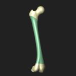 大腿骨体