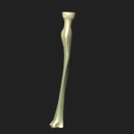 骨間縁（橈骨）
