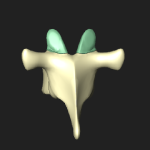 上関節突起（椎骨）