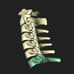 隆椎（第７頚椎）